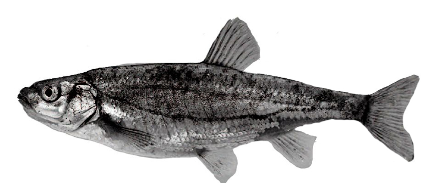 Achondrostoma salmantinum_01.jpg